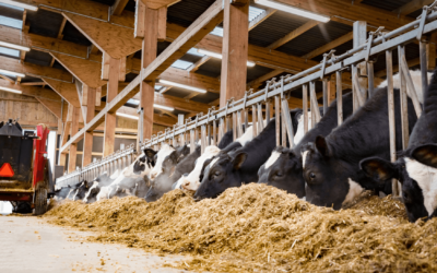 Should you reduce dairy feed costs?