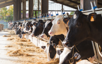 Key factors make dairy farming profitable